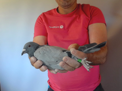 Pigeon image