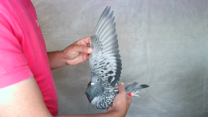 Pigeon image