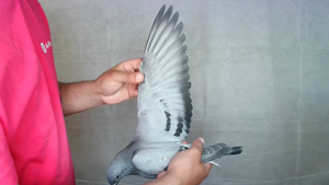 Pigeon image