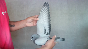 Pigeon image