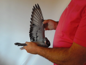 Pigeon image