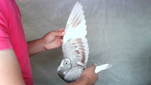 Pigeon image