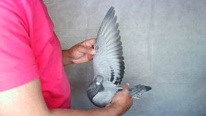 Pigeon image