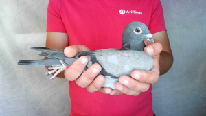 Pigeon image