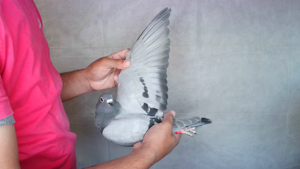 Pigeon image