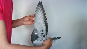 Pigeon image