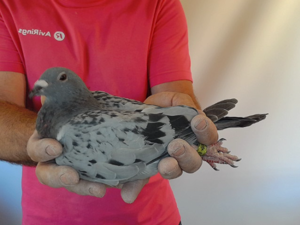 Pigeon image