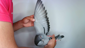 Pigeon image
