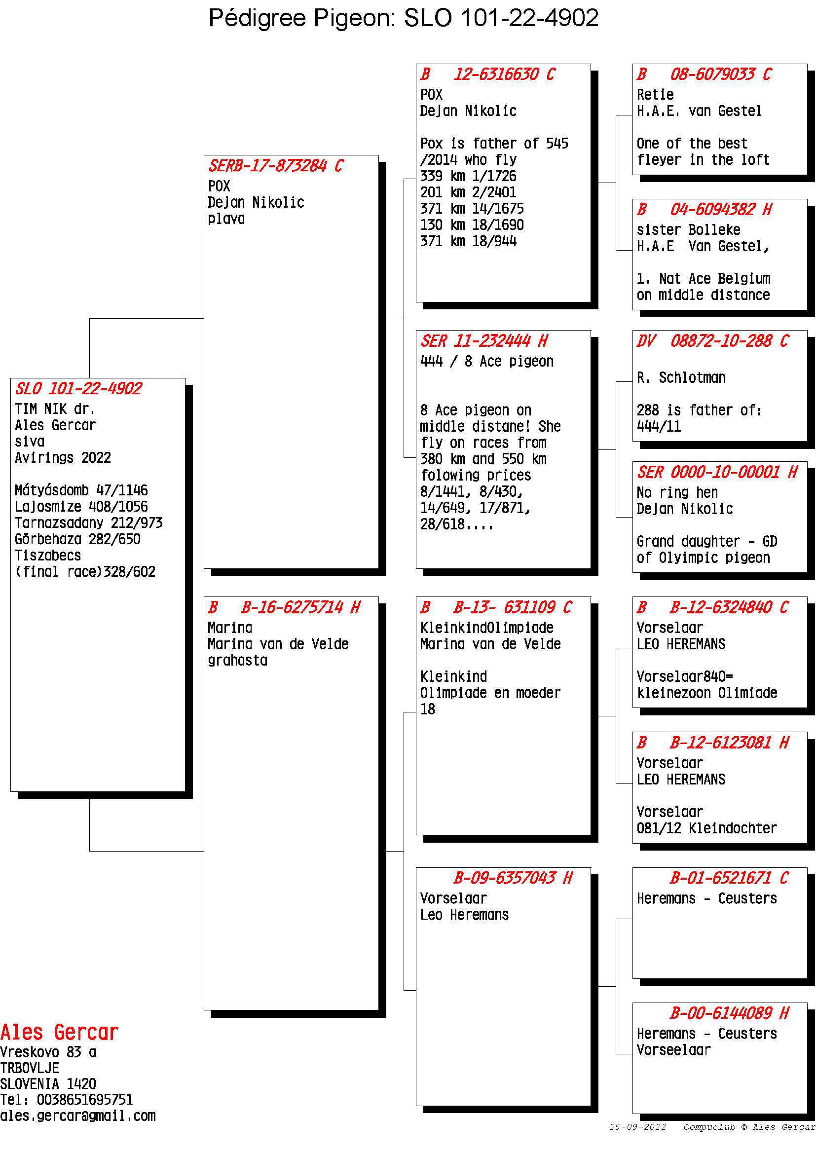 Pigeon pedigree image