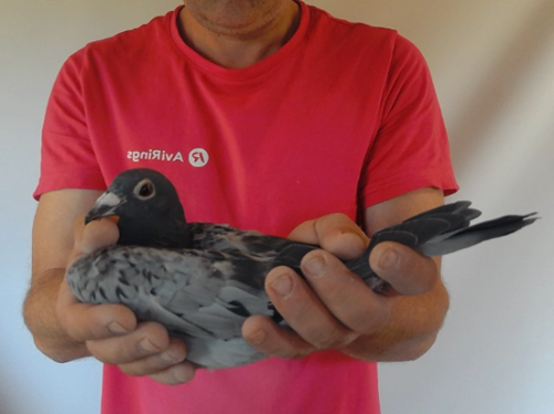 Pigeon image