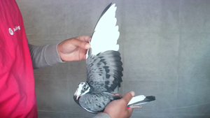 Pigeon image