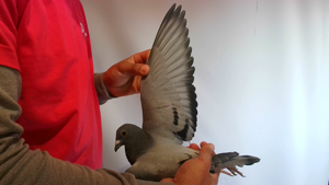 Pigeon image