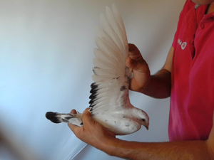 Pigeon image