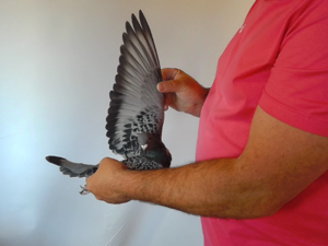 Pigeon image