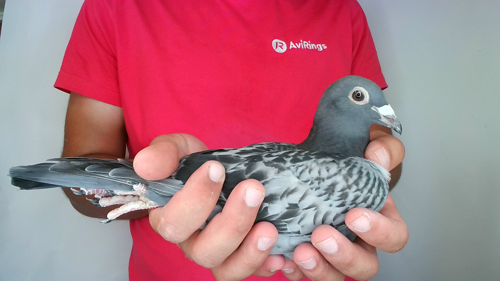 Pigeon image