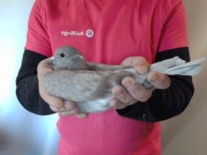 Pigeon image