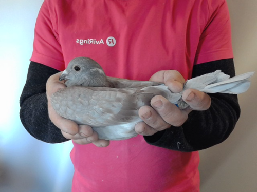 Pigeon image