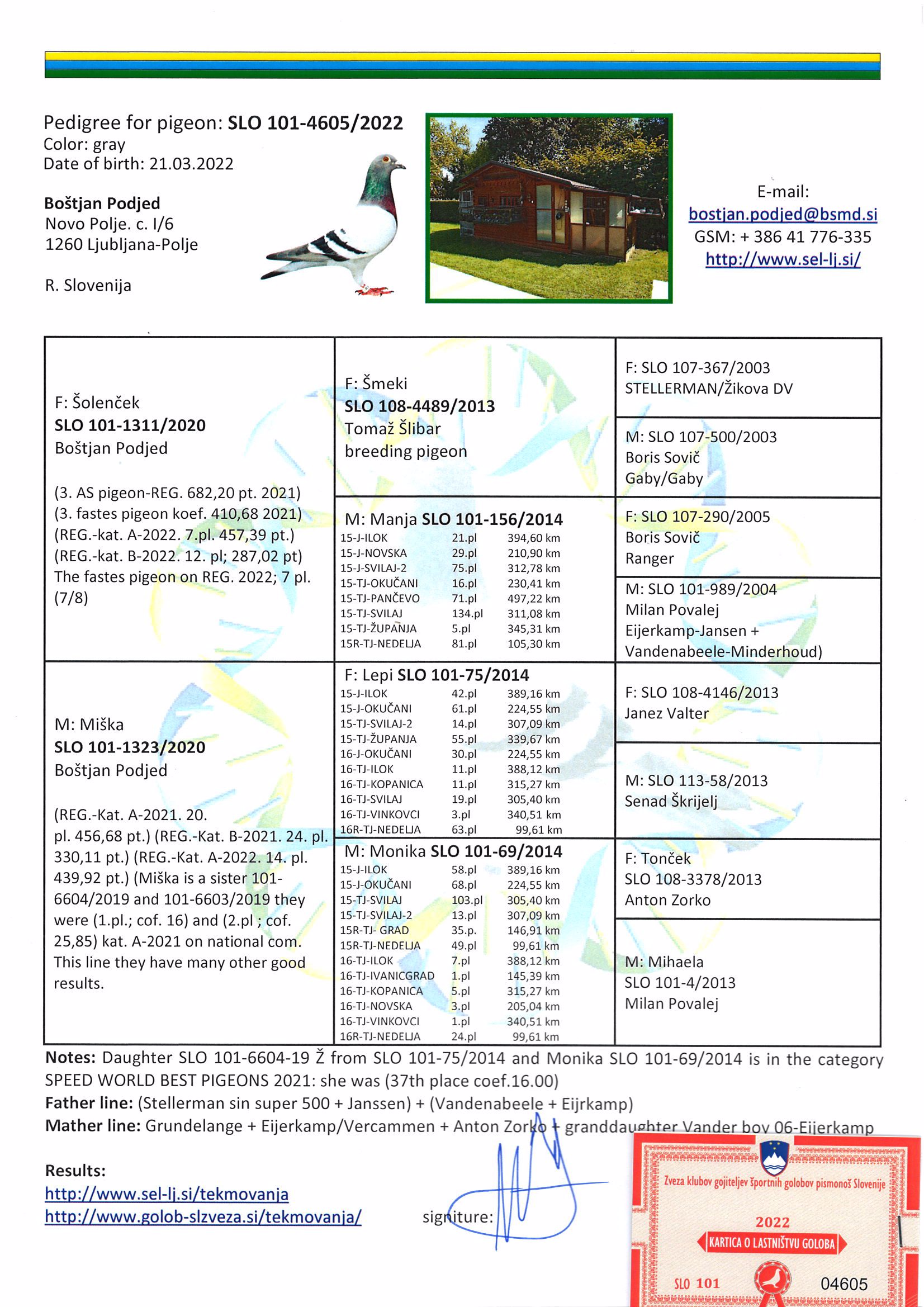Pigeon pedigree image