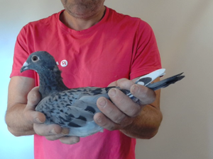 Pigeon image