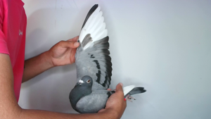 Pigeon image