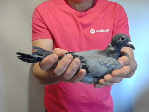 Pigeon image