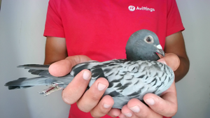 Pigeon image