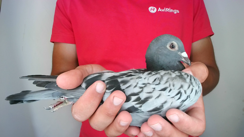 Pigeon image
