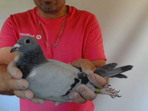 Pigeon image