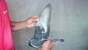 Pigeon image