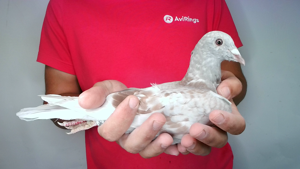 Pigeon image