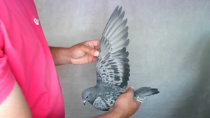 Pigeon image