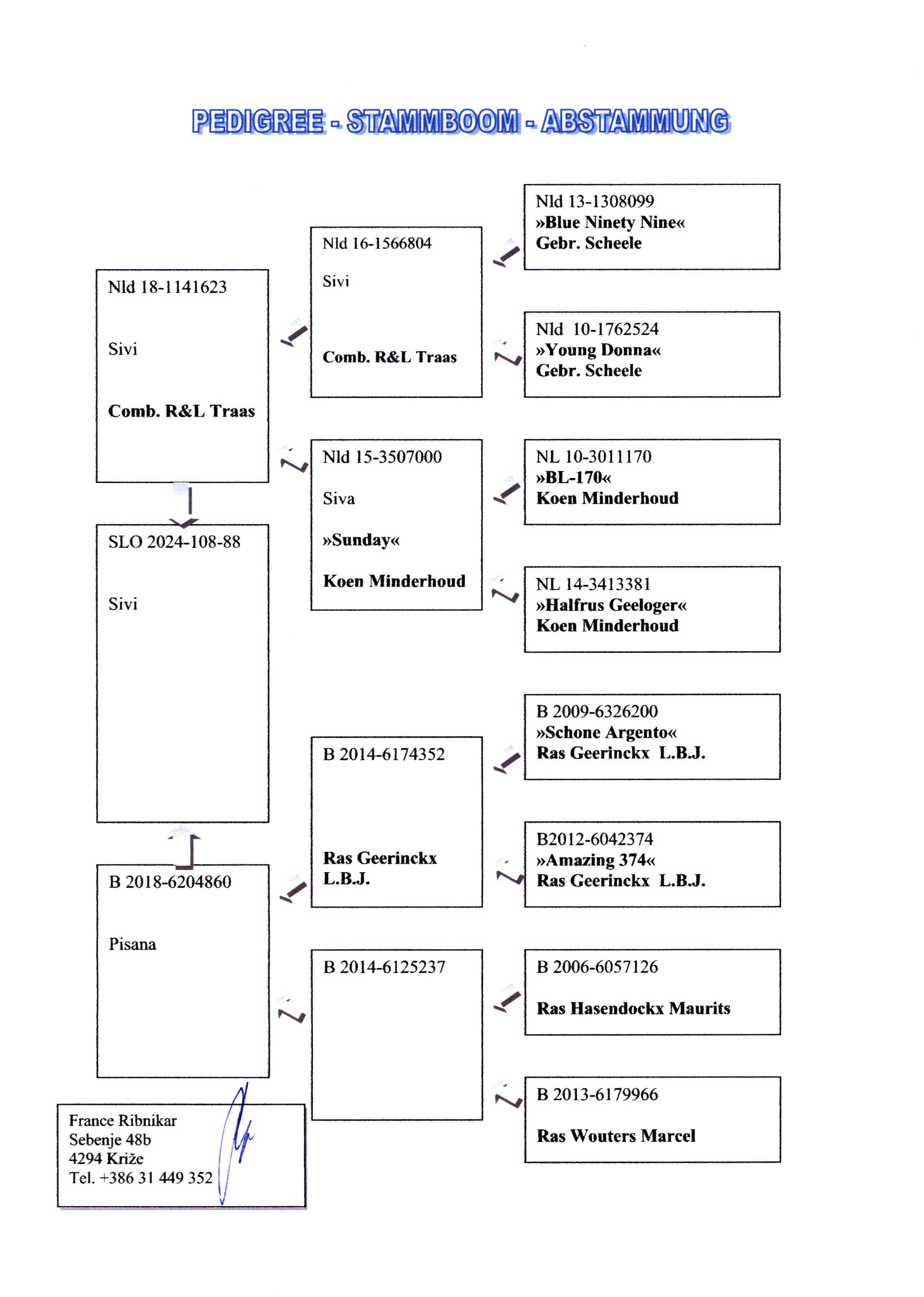Pigeon pedigree image