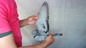 Pigeon image
