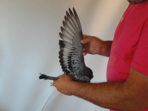 Pigeon image