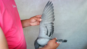 Pigeon image