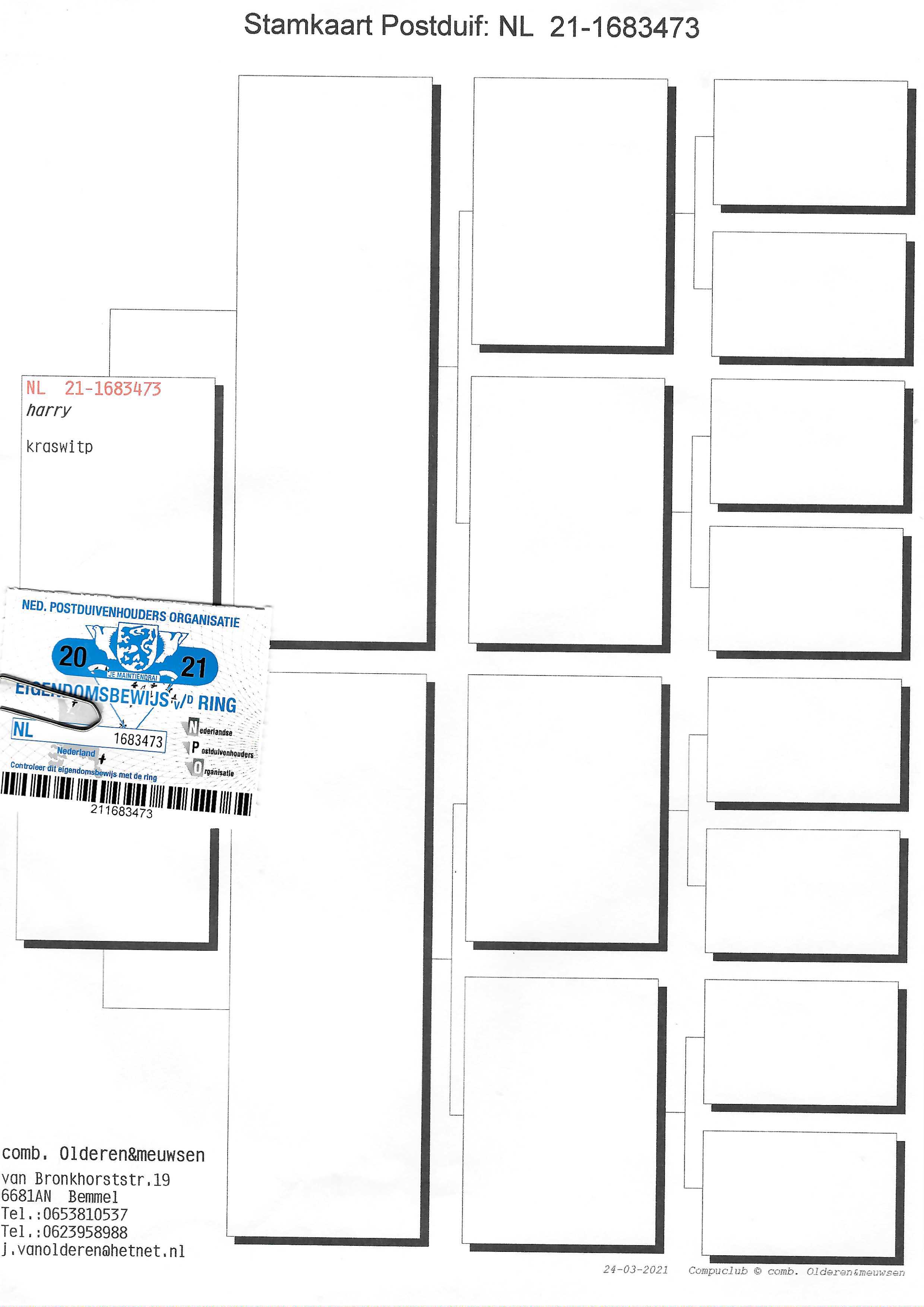 Pigeon pedigree image
