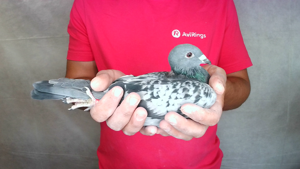 Pigeon image