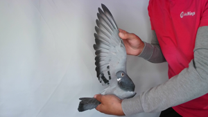 Pigeon image