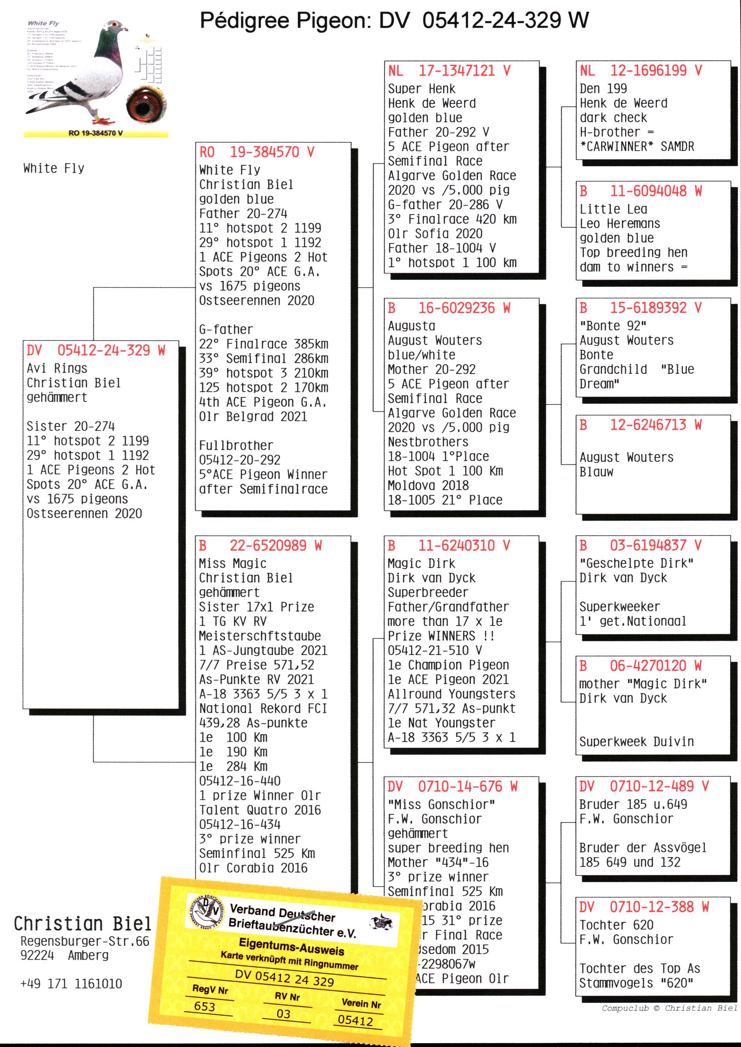 Pigeon pedigree image