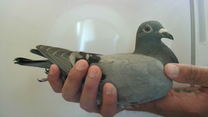 Pigeon image