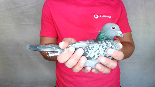 Pigeon image