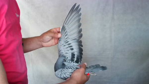 Pigeon image
