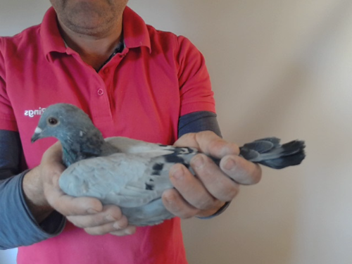 Pigeon image