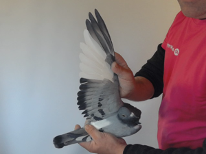 Pigeon image