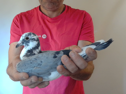 Pigeon image