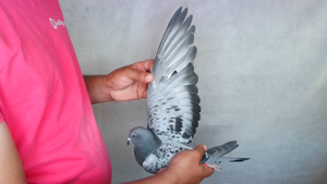 Pigeon image