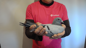 Pigeon image