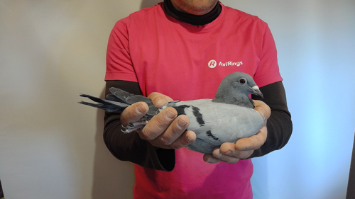 Pigeon image