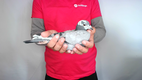 Pigeon image