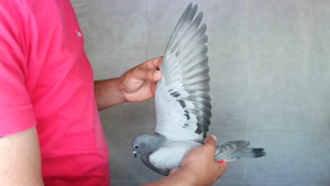 Pigeon image